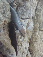 Lampropholis delicata