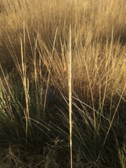 Muhlenbergia rigens