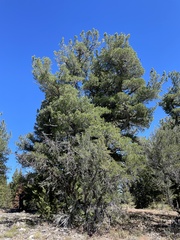 Abies concolor