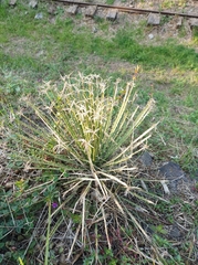 Dasylirion acrotrichum