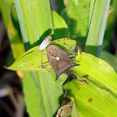 Proxys albopunctulatus