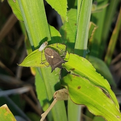 Proxys albopunctulatus