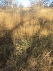 Muhlenbergia rigens