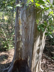 Libidibia sclerocarpa