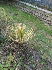 Dasylirion acrotrichum