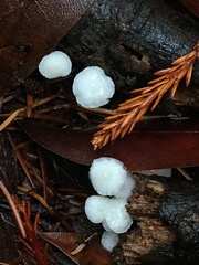 Marasmius calhouniae