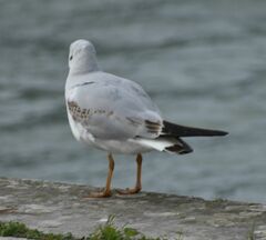 Chroicocephalus ridibundus