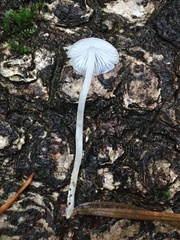 Marasmius calhouniae