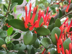 Peraxilla tetrapetala