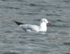 Chroicocephalus ridibundus