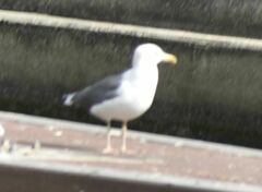 Larus fuscus