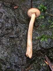 Lactarius rubidus