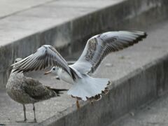 Chroicocephalus ridibundus