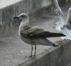 Larus fuscus