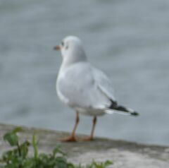 Chroicocephalus ridibundus