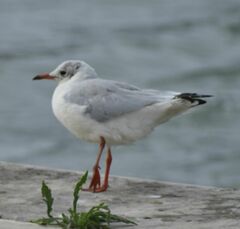 Chroicocephalus ridibundus