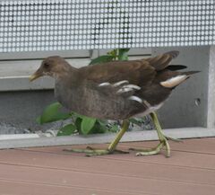 Gallinula chloropus
