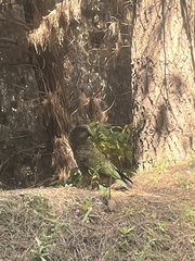 Nestor notabilis