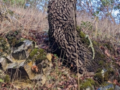 Quercus garryana