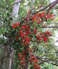 Peraxilla tetrapetala