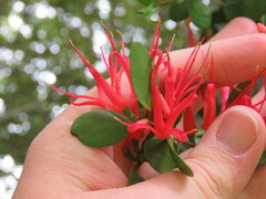 Peraxilla tetrapetala