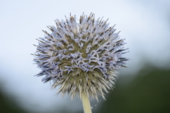Echinops exaltatus