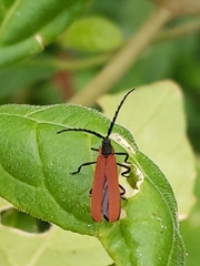 Lycidae