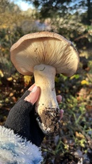 Lactarius argillaceifolius megacarpus