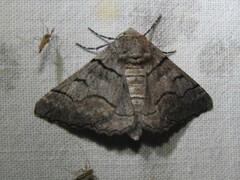 Hypobapta diffundens