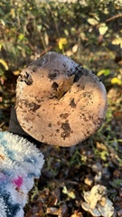 Lactarius argillaceifolius megacarpus