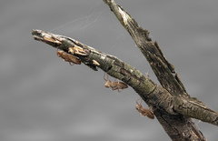 Orthetrum caledonicum