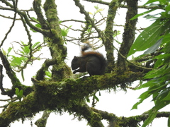 Sciurus granatensis