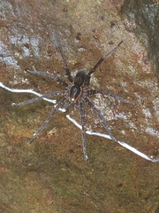 Dolomedes briangreenei