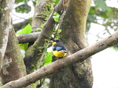 Anisognathus somptuosus