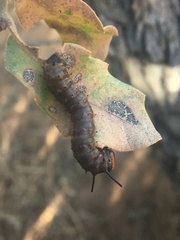 Anisota oslari