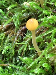 Galerina semilanceata