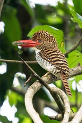 Banded Kingfisher photo 2