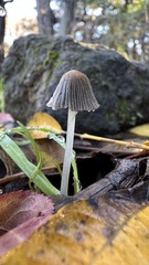 Setulosi