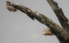 Orthetrum caledonicum