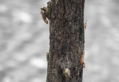 Orthetrum caledonicum