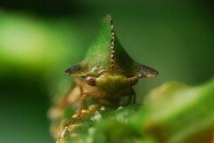 Smiliinae