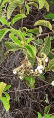 Tournefortia pubescens
