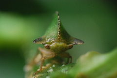 Smiliinae
