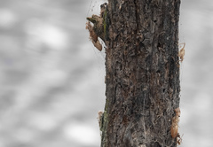 Orthetrum caledonicum