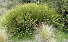 Aciphylla aurea