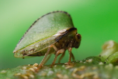 Smiliinae