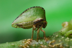 Smiliinae