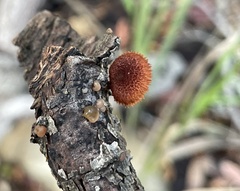 Phaeomarasmius