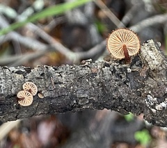 Phaeomarasmius