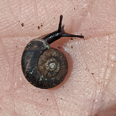 Stenacapha hamiltoni